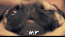 Pug Help GIF - Pug Help GIFs