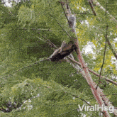 A Squirrel Jumps Over From A Tree Viralhog GIF