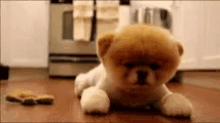 Puppy Cute GIF - Puppy Cute Aww GIFs