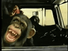 Laughing Monkey GIF - Laughing Monkey Giggle GIFs