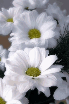 Glittering Daisy GIF - Glittering Daisy GIFs