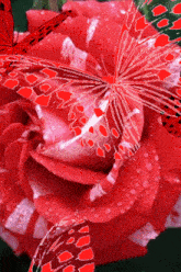 red butterflies are flying around a red rose with water drops
