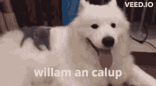 a white dog is laying down next to a small kitten and the words willam an calup are on the bottom