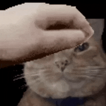 Ruby Gato GIF - Ruby Gato Cat GIFs