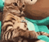 a close up of a cat laying on a person 's lap with the word desq above it .