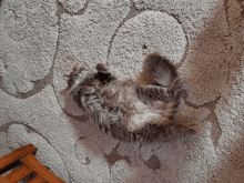Life Is Hard Without Catnip GIF - Life Is Hard Without Catnip GIFs