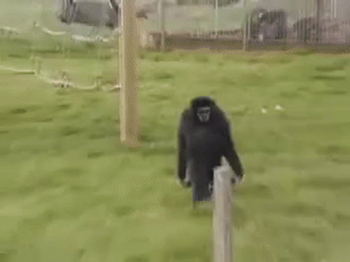 monkey-walking.gif