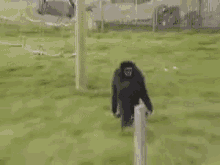Monkey Walking GIF - Monkey Walking Running GIFs