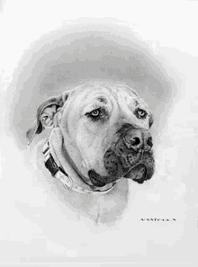 custom animal portrait animal portrait artist