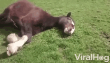 sleepy tired exhausted need to rest horse