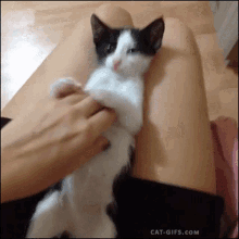 Surprise Cats GIF - Surprise Cats Kittens GIFs