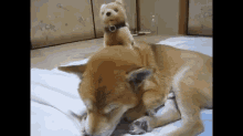 Strange Friends GIF - Dogs Toys Massage GIFs
