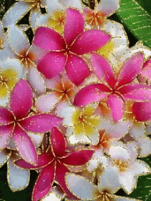 pink red white yellow flowers
