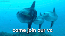 Join Vc Fish Gif GIF - Join Vc Vc Join GIFs