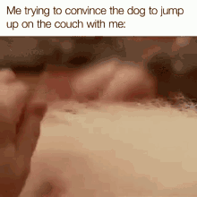 Me Trying To Convince The Dog To Jump Up On The Couch With Me Come Here GIF - Me Trying To Convince The Dog To Jump Up On The Couch With Me Come Here Lay Here GIFs