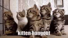 Kitten Hangout GIF - Kitten Hangout GIFs