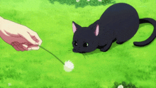 Cat Black Cat GIF - Cat Black Cat Anime GIFs