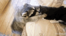 Viralhog Lets Be Friends GIF - Viralhog Lets Be Friends Raccoon GIFs
