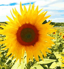 Sunflower Nature GIF