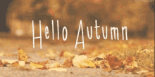 autumn hello