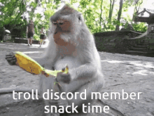 Monkey Discord GIF