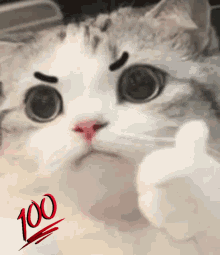 Cat 100 GIF
