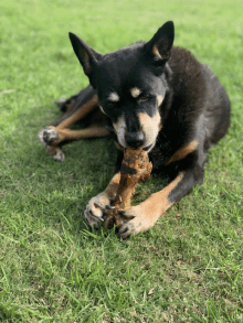 Dog Dog Bone GIF - Dog Dog Bone Molly GIFs
