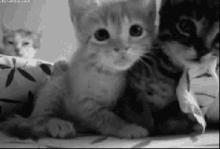 Ily GIF - Cats Cute Looking At The Camera GIFs