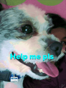 Dogo Help GIF