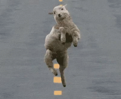 Lol Sheep GIF - Lol Sheep Cute GIFs