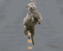 lol sheep cute dancing dance