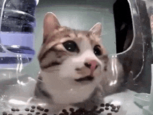 a cat is sitting in a plastic container next to a bottle of water .