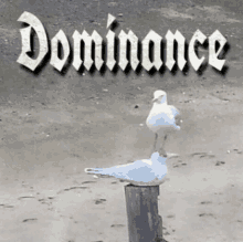 Dominance Bird GIF - Dominance Bird Bird Dominace GIFs