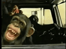обезьянывмашине GIF - обезьянывмашине GIFs