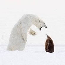 a polar bear is standing next to a penguin cub in the snow .
