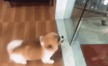 Bitch Fight Nevermind GIF - Bitch Fight Nevermind Dogs GIFs