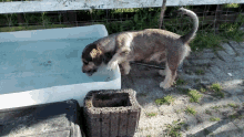 Dog Drinking GIF - Dog Drinking Water GIFs