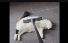 a black and white cat laying on the floor being vacuumed
