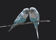 birds kissing