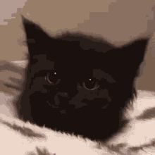 Cat Kitten GIF - Cat Kitten Scare GIFs