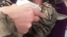 Cat Gets Sprayed GIF