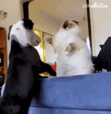 Fight The Pet Collective GIF