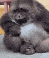 a close up of a monkey laying down with its head on its paws