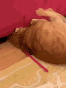 Chonky Cat GIF - Chonky Cat Roll GIFs