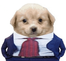 Businesssuitdog Suitedup GIF - Businesssuitdog Suitedup Businessattire GIFs