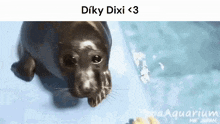 Dikydixi GIF - Dikydixi GIFs