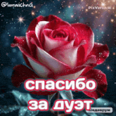 a red rose with the words " спасибо за дуэт " in red