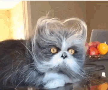 Funny Animals Cat Grinch GIF - Funny Animals Cat Grinch Cats GIFs