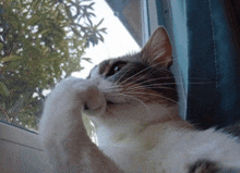 a cat looking out of a window with its paw on the screen