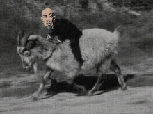 Goat Rider Goat GIF